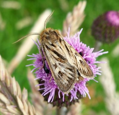 Antler Moth 