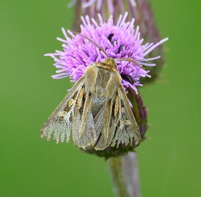 Antler Moth 