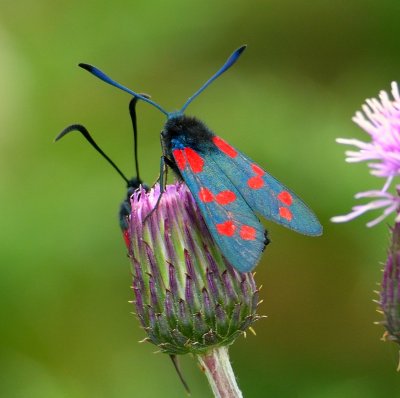 Six-spot Burnet 