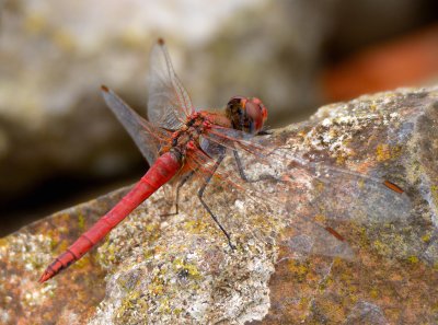 Red-veined Darter 