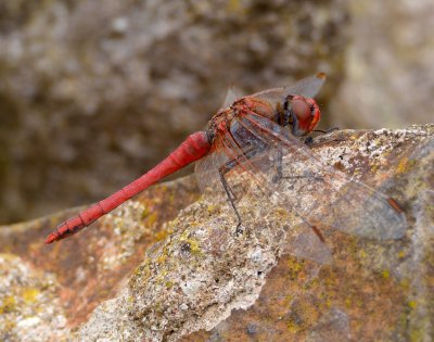 Red-veined Darter 