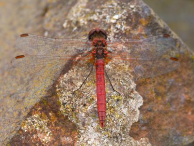 Red-veined Darter 
