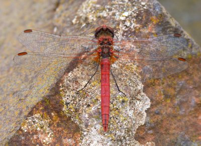 Red-veined Darter 