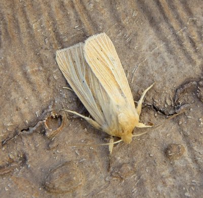 Common Wainscot 