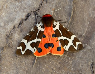 Garden Tiger 