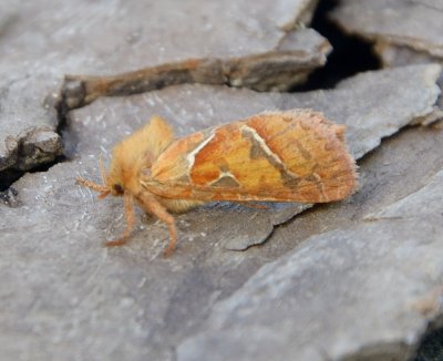 Orange Swift 