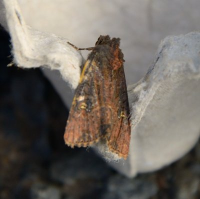 Common Rustic 