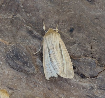 Smokey Wainscot 