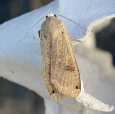 Large Yellow Underwing 