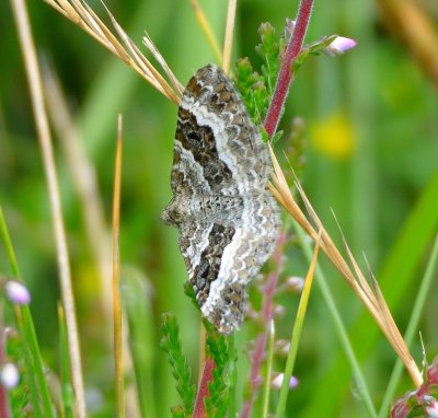 Common Carpet 