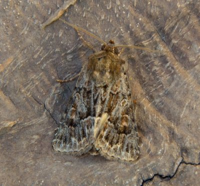 Straw Underwing 