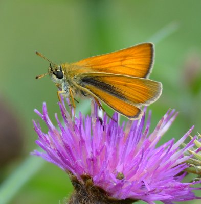 Small Skipper 