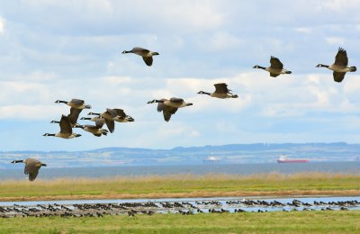 Canada Goose 