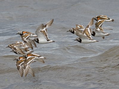 Turnstone