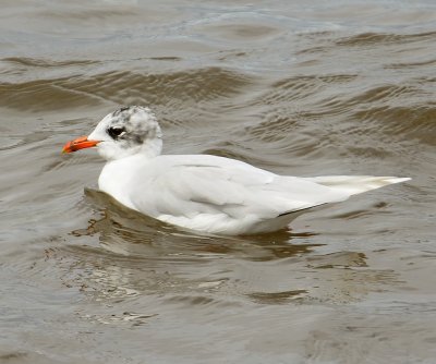 Med Gull 