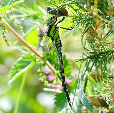 Southern Hawker 