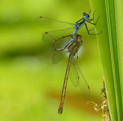 Emerald Damselfly 