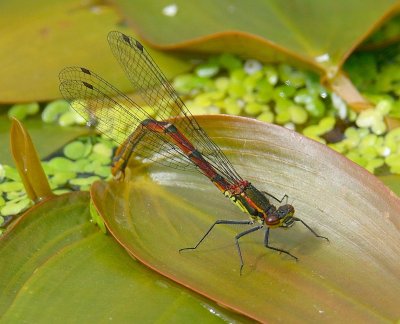 Large Red Damselfly 