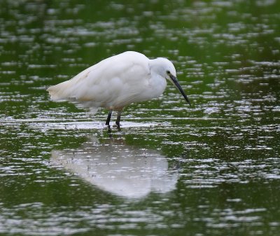Little Egret 