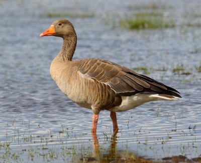 GREYLAG GOOSE