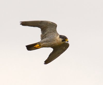 Peregrine Falcon 