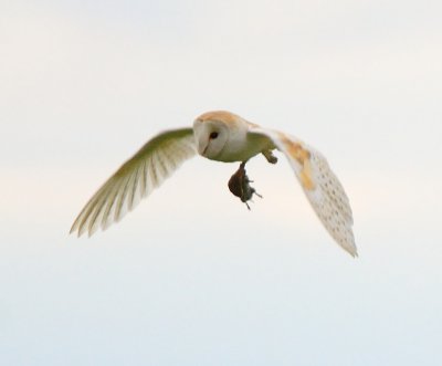 Barn Owl 