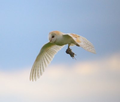 Barn Owl 