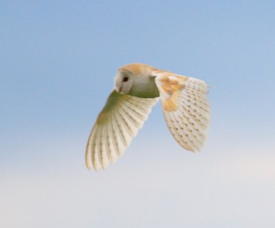 Barn Owl 