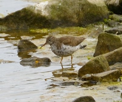 Spotted Sandpiper 