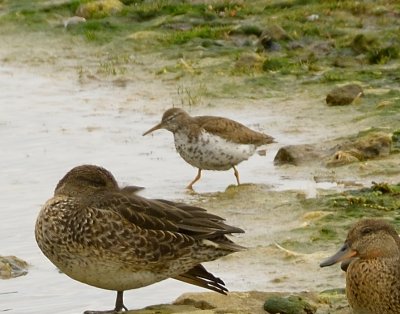Spotted Sandpiper 
