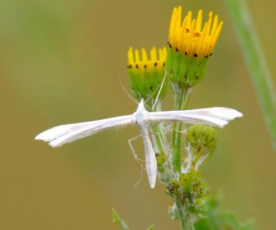 White Plume Moth 