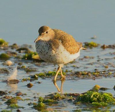 Spotted Sandpiper 