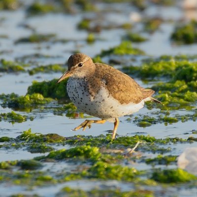 Spotted Sandpiper 