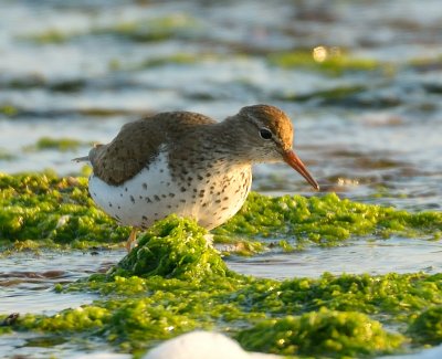 Spotted Sandpiper 