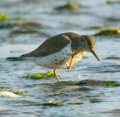 Spotted Sandpiper 