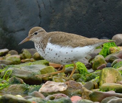 Spotted Sandpiper 