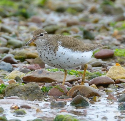Spotted Sandpiper 
