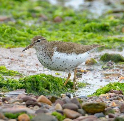 Spotted Sandpiper 