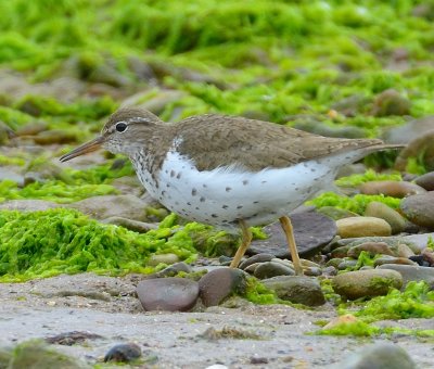 Spotted Sandpiper 