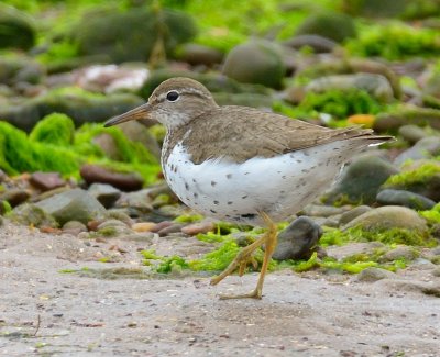 Spotted Sandpiper 