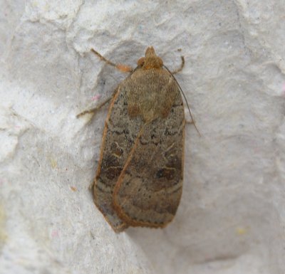 Lesser Yellow Underwing