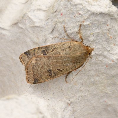 Lesser Broad-Bordered Yellow Underwing 