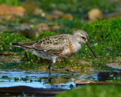 Curlew Sandpiper