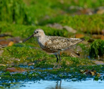 Curlew Sandpiper 