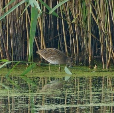 Spotted Crake 