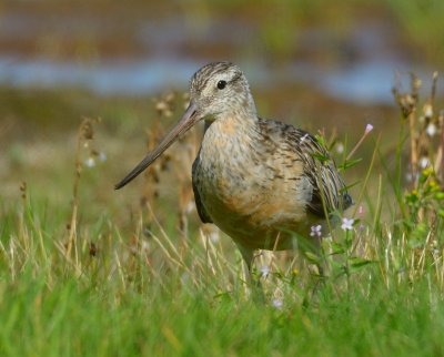 Bar-tailed Godwit 