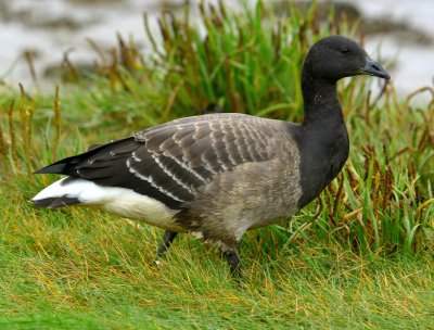 BRENT GOOSE