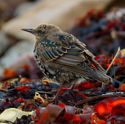 Starling