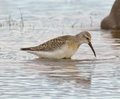 Curlew Sandpiper 