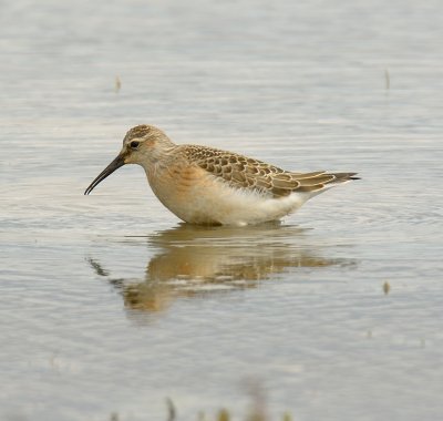 Curlew Sandpiper